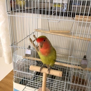 インコ  コザクラインコ里親さん