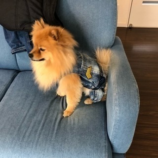 犬友募集😁