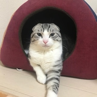 スコ 2匹【項目追加してます】の画像