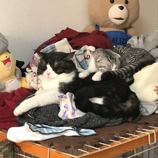 スコ 2匹【項目追加してます】 - 猫