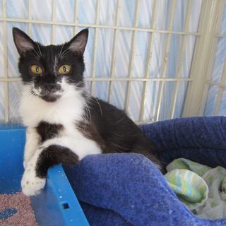 ちょっぴり気の強いおもしろ猫「まさみちゃん」 黒白の女の子 3ヶ...