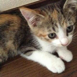 生後2ヶ月シマミケ♪見学会やってます(*^^*) - 猫