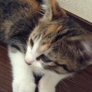 生後2ヶ月シマミケ♪見学会やってます(*^^*) - 里親募集