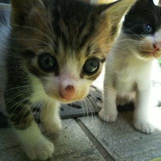 子猫兄弟