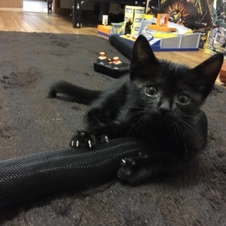 子猫の里親募集