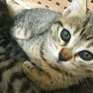 キジトラ美少女子猫ちゃん