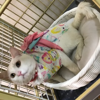 とっても甘えん坊の真っ白な美男子。