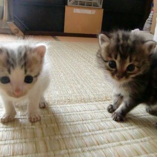 保護した仔猫の里親募集2匹