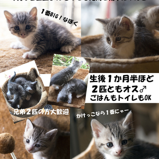 めちゃ美男な白交じりのキジトラ兄弟の里親募集です