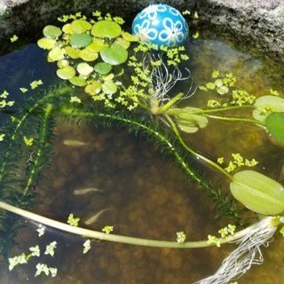 水草 浮草セット