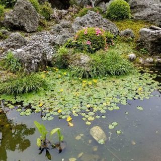 水草 浮草