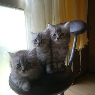 mix子猫生後2カ月里親さん募集です