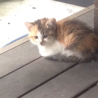 手のひらサイズの三毛の子猫の里親募集中