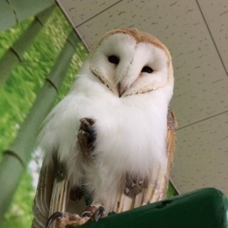 フクロウ飼ってます