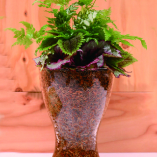 涼やかな観葉植物のギャザリング（寄せ植え）