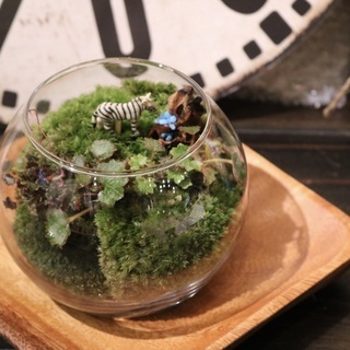 癒し体験！ミニ苔リウム＆ミニ苔盆栽作り の画像