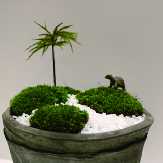癒し体験！ミニ苔リウム＆ミニ苔盆栽作り の画像