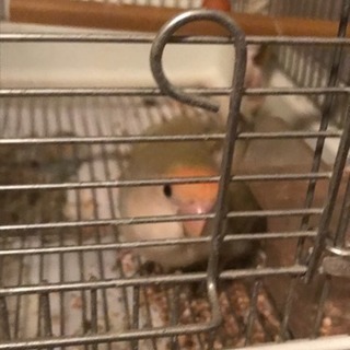 コザクラインコ 2才 メス