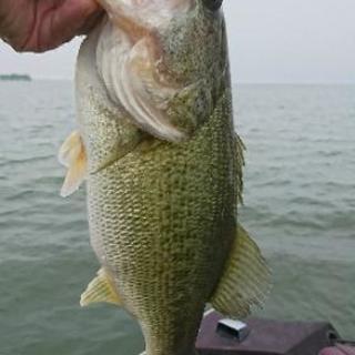 琵琶湖でバスボートでバス釣りしませんかー？？