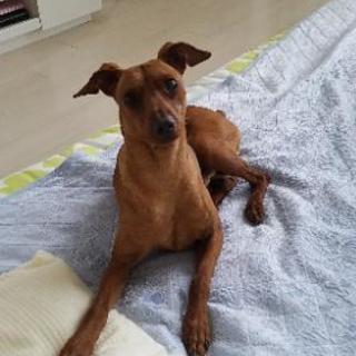 保護犬
