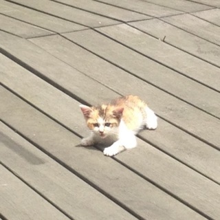 手のひらサイズの三毛の子猫の里親募集中 - 猫