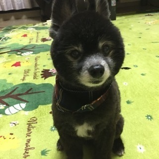 一時保留にさせて頂きます。