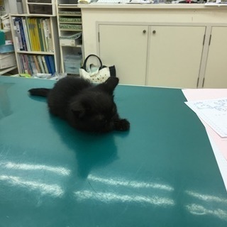 車にはねられた子猫、助けて下さい！