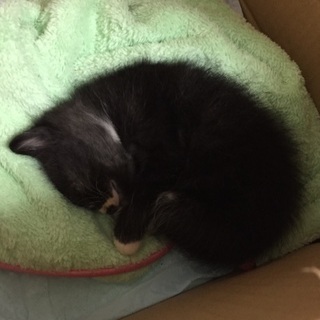 １ヶ月の子猫です。もらってください(；ω；)