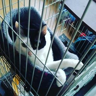 里親募集しております！