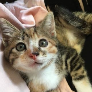 生後1ヶ月　可愛い子猫です(ΦωΦ)