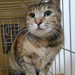 相棒さんと里子にでました！食いしん坊ぺこりん3才