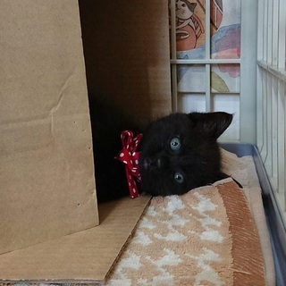 クマ顔の黒猫「ジジたろう」里親様を募集いたします。