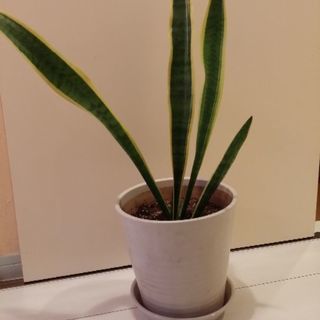 観葉植物サルベニアの画像