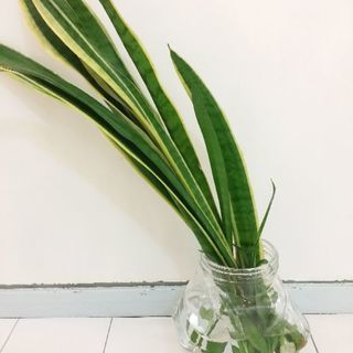 観葉植物サルベニアの画像