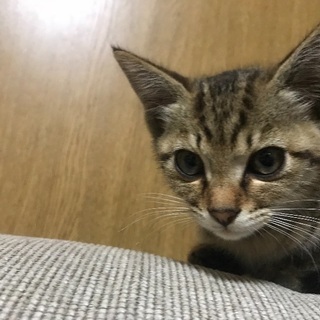 2ヶ月くらいの可愛い子猫の里親募集します。
