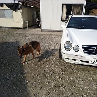 展覧会、訓練競技会のジャーマンシェパードを飼っています。犬とも募集します。 - 仲多度郡
