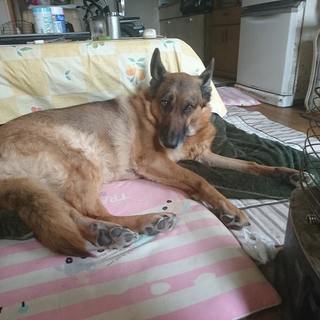 展覧会、訓練競技会のジャーマンシェパードを飼っています。犬とも募集します。 - 友達