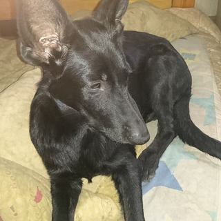 展覧会、訓練競技会のジャーマンシェパードを飼っています。犬とも募集します。 − 香川県