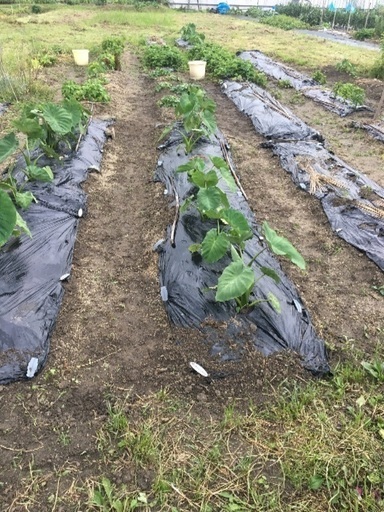 🌽家庭菜園🍅週末 畑しませんか？ (野菜大好き) JR五位堂の