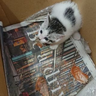 猫ちゃんの里親探してます