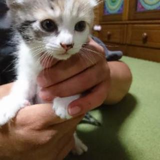 5月7日産まれ三毛猫の仔猫ちゃん🐈