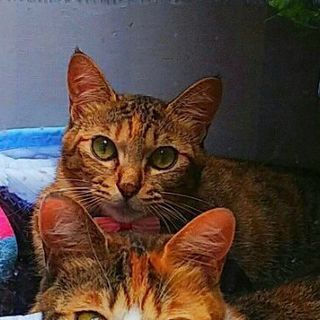 わたしの家族になってください(=^ェ^=)