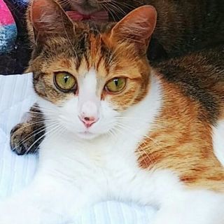 家族の一員にしてください(=^ェ^=)
