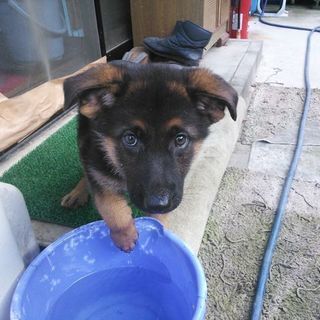 展覧会、訓練競技会のジャーマンシェパードを飼っています。犬とも募集します。 - メンバー募集