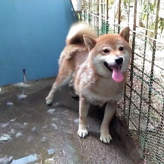 柴犬の男の子です🌸