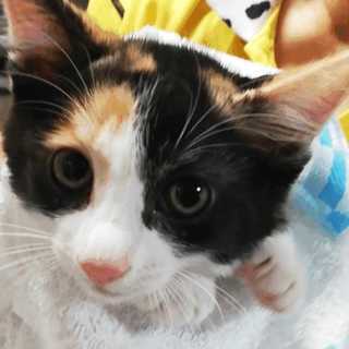 ラウちゃん♀★2ヶ月半です(^^)