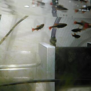 アカヒレ、熱帯魚の画像