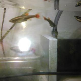 アカヒレ、熱帯魚の画像