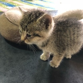 時間がありません。 - 猫