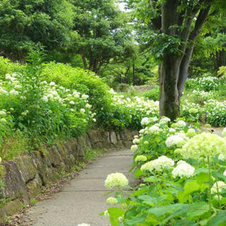 6月23日(土) ★期間限定★　立川　昭和記念公園　あじさい鑑賞...